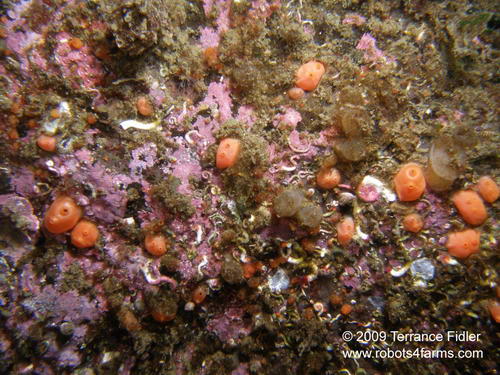 Orance Social Ascidians or Tunicates