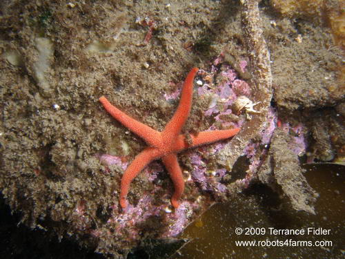 Blood Starfish