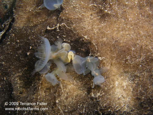 Hooded Nudibranch - possibly laying eggs