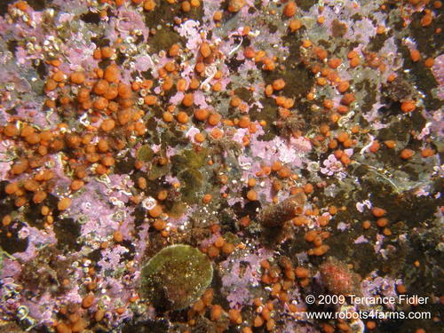 Orange Social Ascidians - Tunicates