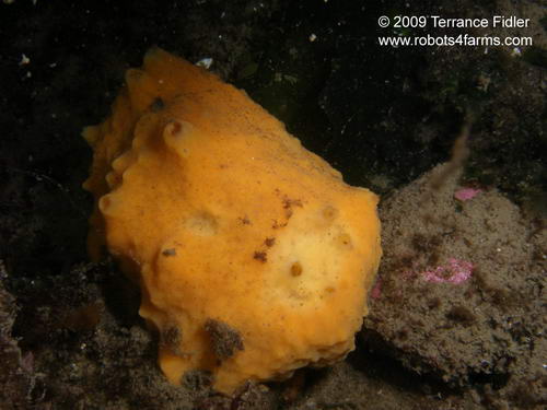 Sponge - for a hermit crab?