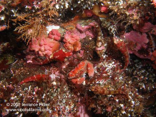 Cancer Crab and Sculpins [fish] - Plumper Island near Telegraph Cove - scuba diving site vancouver island british columbia canada