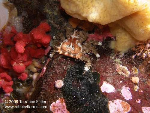 Heart Crab - Plumper Island near Telegraph Cove - scuba diving site vancouver island british columbia canada
