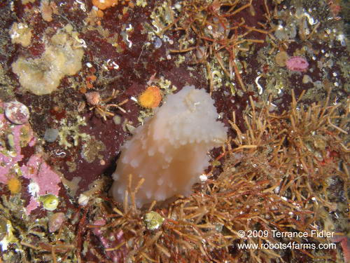 Glassy Tunicate, Croaker Rock, Browning Passage, Port Hardy