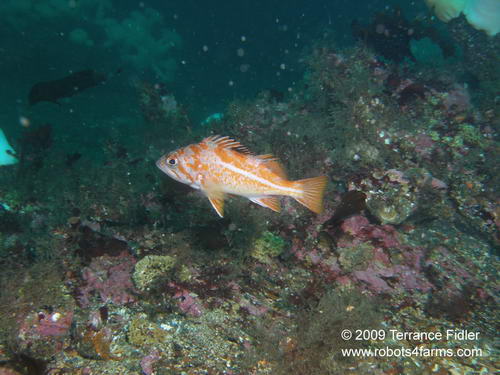 Canary Rockfish, Croaker Rock, Browning Passage, Port Hardy