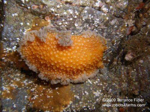 Orange Peel Nudibranch, Browing Passage, Port Hardy
