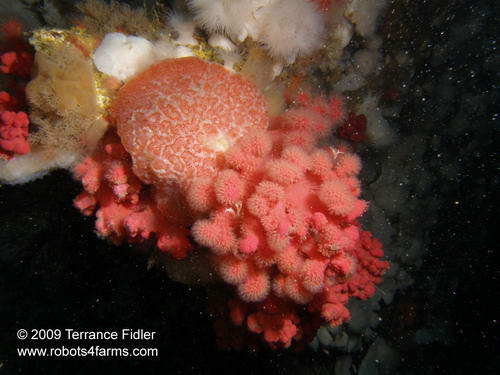 Red Ascidians, compound tunicates, Eagle Rock, Browning Passage, Port Hardy