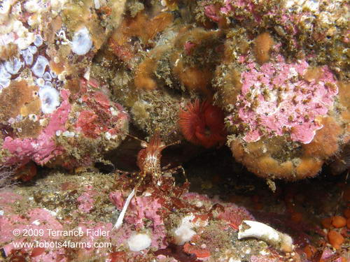 Coonstripe Shrimp, Hideaway Island, Browning Passage, Port Hardy