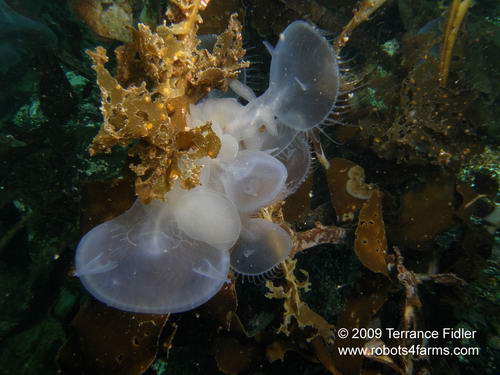 Hooded Nudibranch, Hussar Point, Browning Passage, Port Hardy