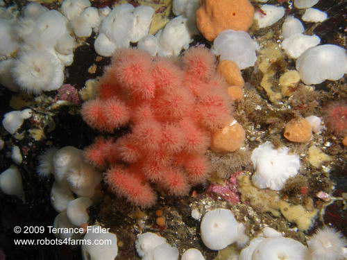 Red Soft Corals, Rock of Life, Browning Passage, Port Hardy