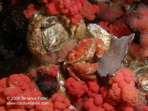 Pygmy Cancer Crab, Seven Tree Island, Browning Passage, Port Hardy