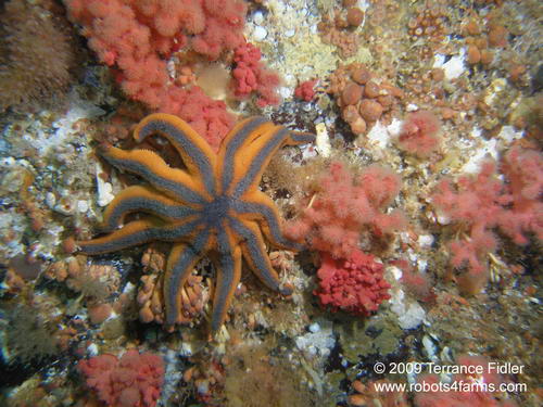 Striped Sun Starfish echinoderm  - Browning Wall Browning Passage Port Hardy - scuba diving site vancouver island british columbia canada