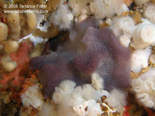 Mauve Lobed Tunicates