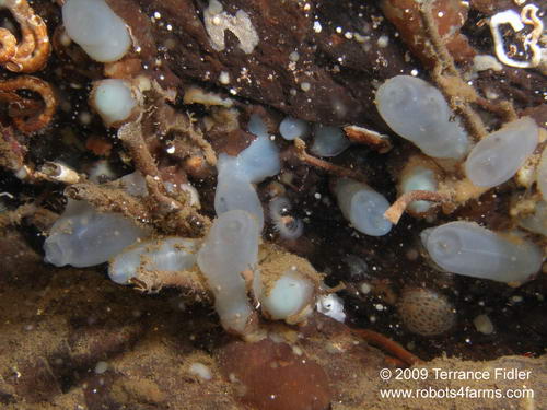 Brooding Transparent Tunicates