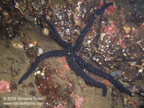 Long-ray Starfish
