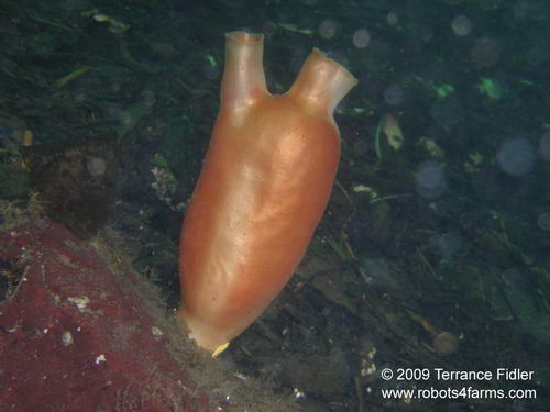 Pacific Sea Peach - tunicate