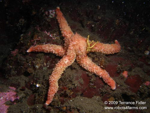 Rainbow Starfish
