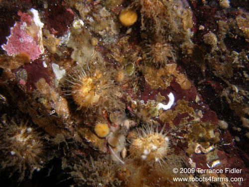 Spiny Sea Squirt