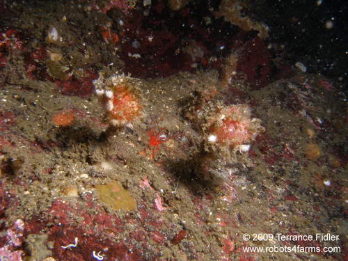Stalked Hairy Tunicates