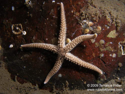 Velcro Starfish