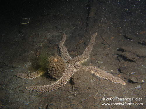 Velcro Starfish echinoderm  - China Creek near Port Alberni - scuba diving site vancouver island british columbia canada