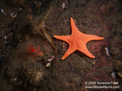 Vermilion Starfish