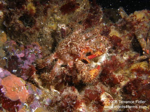 Hairy Spined Crab crustacean  - Copper Cliffs Campbell River - scuba diving site vancouver island british columbia canada
