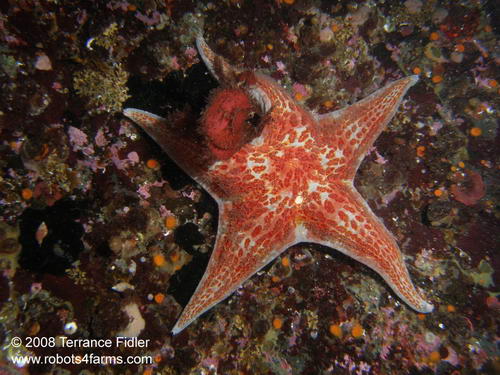 Leather Star - starfish