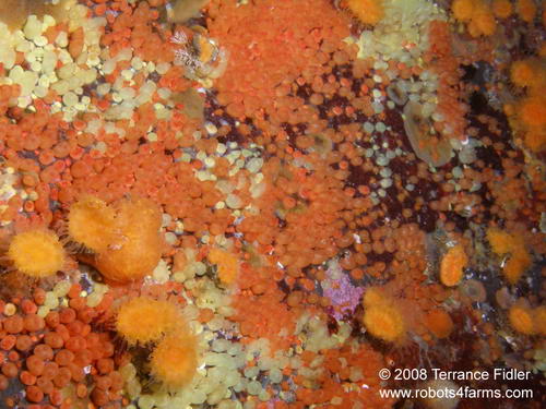 Orange Social Ascidians or tunicates - Copper Cliffs Campbell River - scuba diving site vancouver island british columbia canada