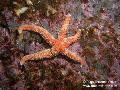 Painted Starfish
