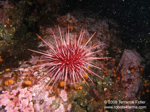 Red Sea Urchin echinoderm  - Copper Cliffs Campbell River - scuba diving site vancouver island british columbia canada