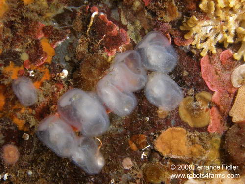 Transparent Tunicates - Copper Cliffs Campbell River - scuba diving site vancouver island british columbia canada