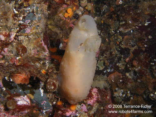 Tunicate of some kind and big