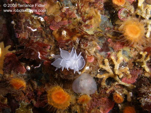Whitelined Dirona - a nudibranch - Copper Cliffs Campbell River - scuba diving site vancouver island british columbia canada