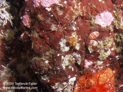 Giant Sea Spider - Daphne Islet North Saanich - scuba diving site vancouver island british columbia canada