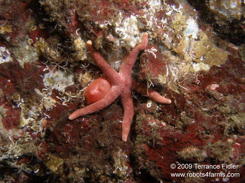 Blood Starfish - Daphne Islet North Saanich - scuba diving site vancouver island british columbia canada