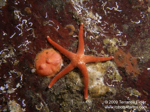 Blood Starfish and a tunicate