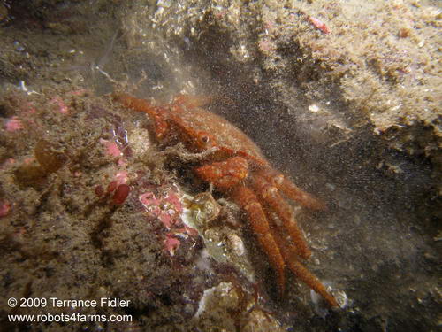 Helmet Crab crustacean - Daphne Islet North Saanich - scuba diving site vancouver island british columbia canada