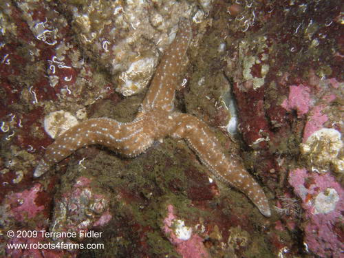 Mottled Starfish