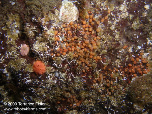 Orange Social Ascidians - tunicates