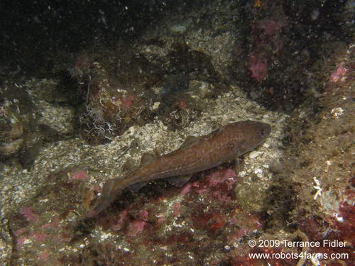 Pacific Cod - a fish