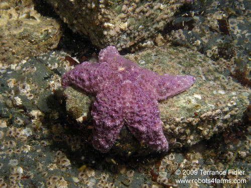 Purple Starfish - Daphne Islet North Saanich - scuba diving site vancouver island british columbia canada
