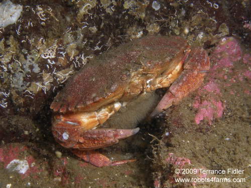 Red Rock crab with eggs