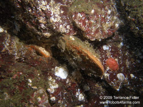 Rock Scallop - mollusk - Daphne Islet North Saanich - scuba diving site vancouver island british columbia canada