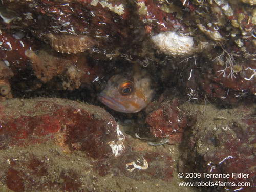 Rock Fish - Daphne Islet North Saanich - scuba diving site vancouver island british columbia canada