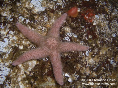 Spiny Pink Starfish