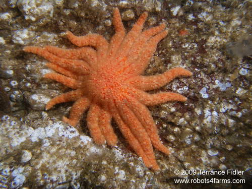 Sunflower Starfish echinoderm  - Daphne Islet North Saanich - scuba diving site vancouver island british columbia canada