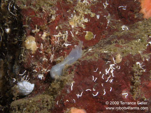 Transparent Tunicate - Daphne Islet North Saanich - scuba diving site vancouver island british columbia canada