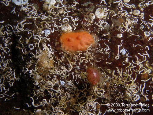 Orange Sea Peach Tunicate