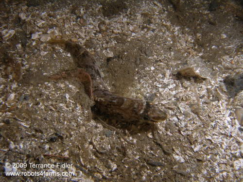 White Spotted Greenling - a fish